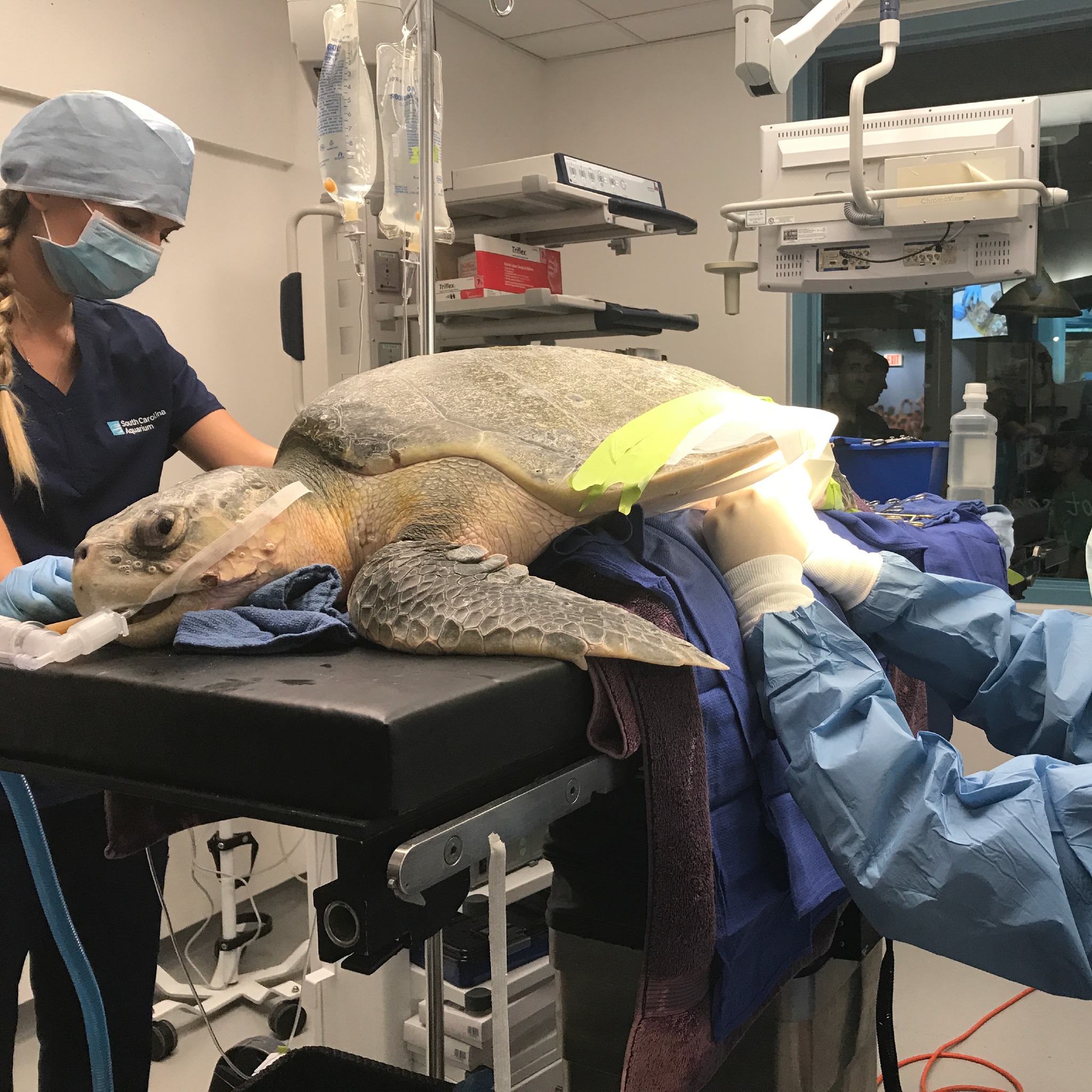 South - 25 years ago, a dying sea turtle was rushed to the Aquarium in ...
