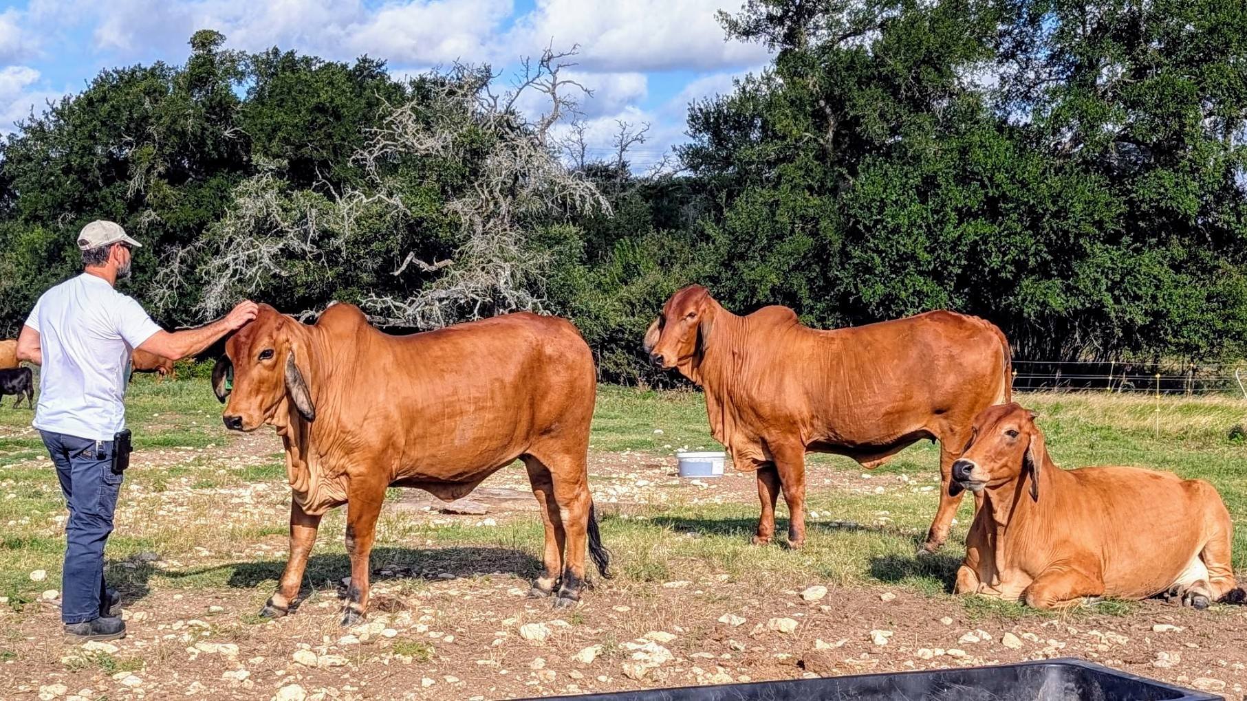 JBarT - J Bar T Evangeline 23/1 (P), J Bar T Emerald 22/1, and laying ...