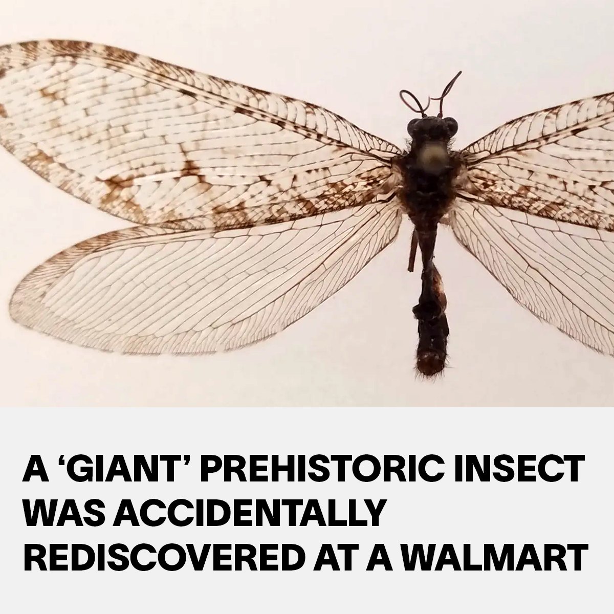 VICE - This insect hadn't been seen in North America for... | Facebook