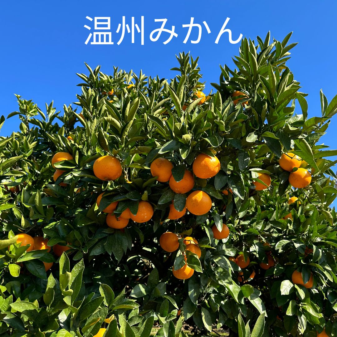 What is mikan citrus variety in Japan?