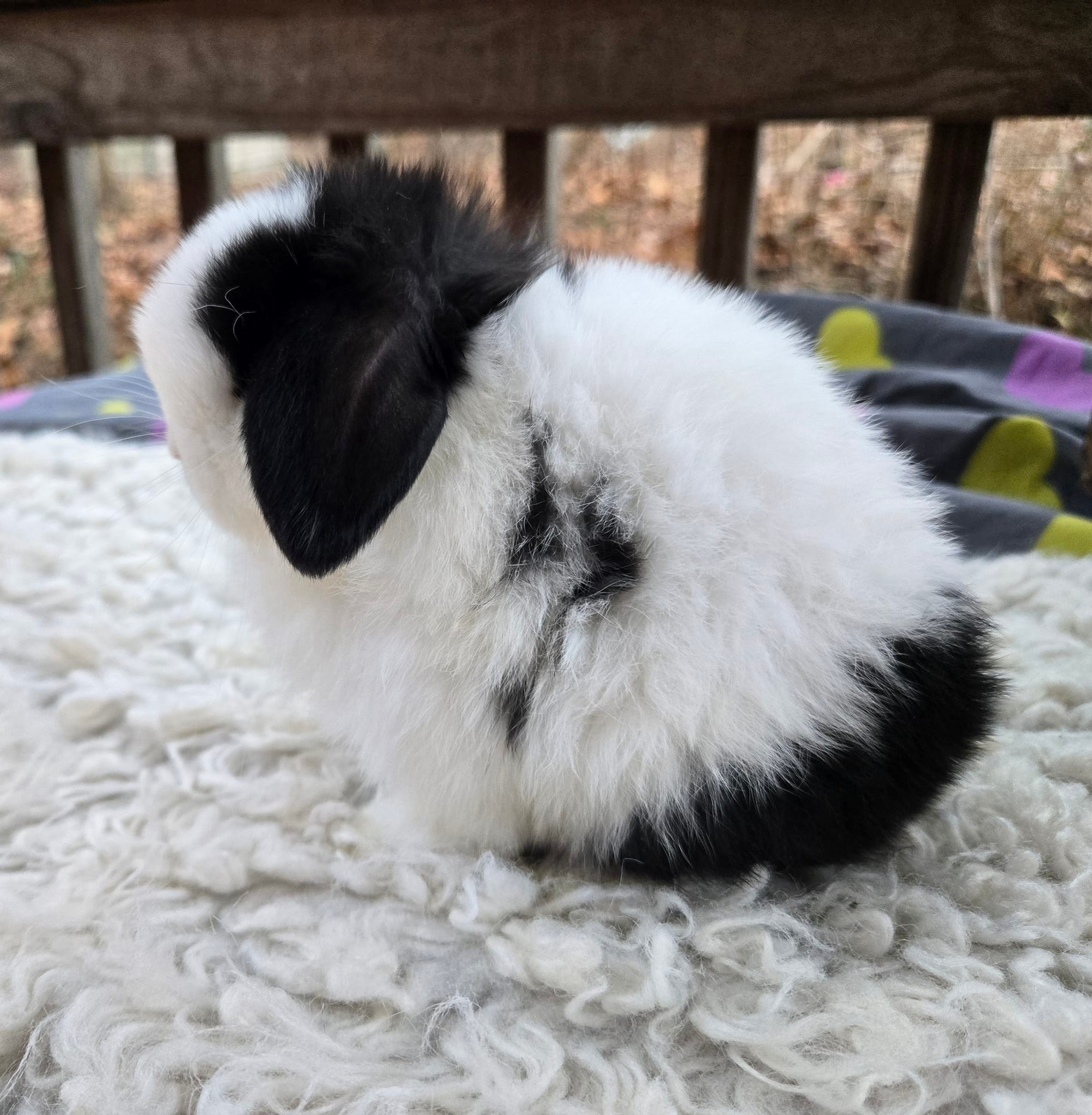 Mountain Brook Rabbitry added a... - Mountain Brook Rabbitry