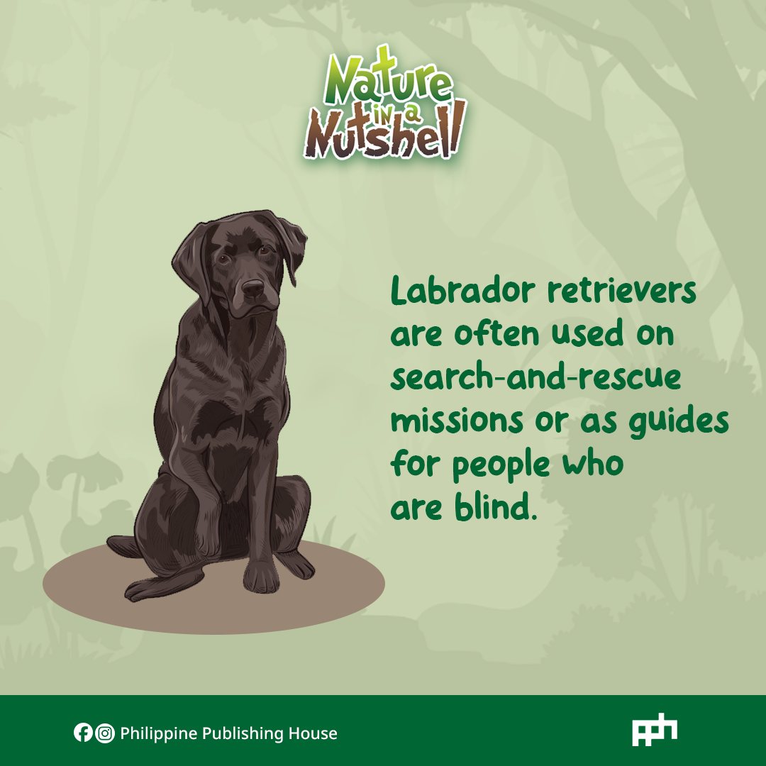 Philippine - Lady, the Labrador doesn’t quit until the lost are safely ...