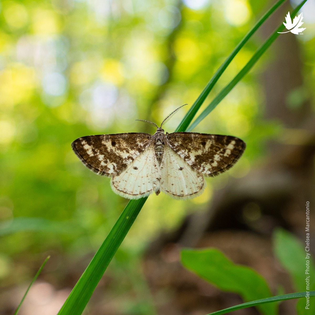 Nature Conservancy of Canada / Conservation de la nature Canada ...