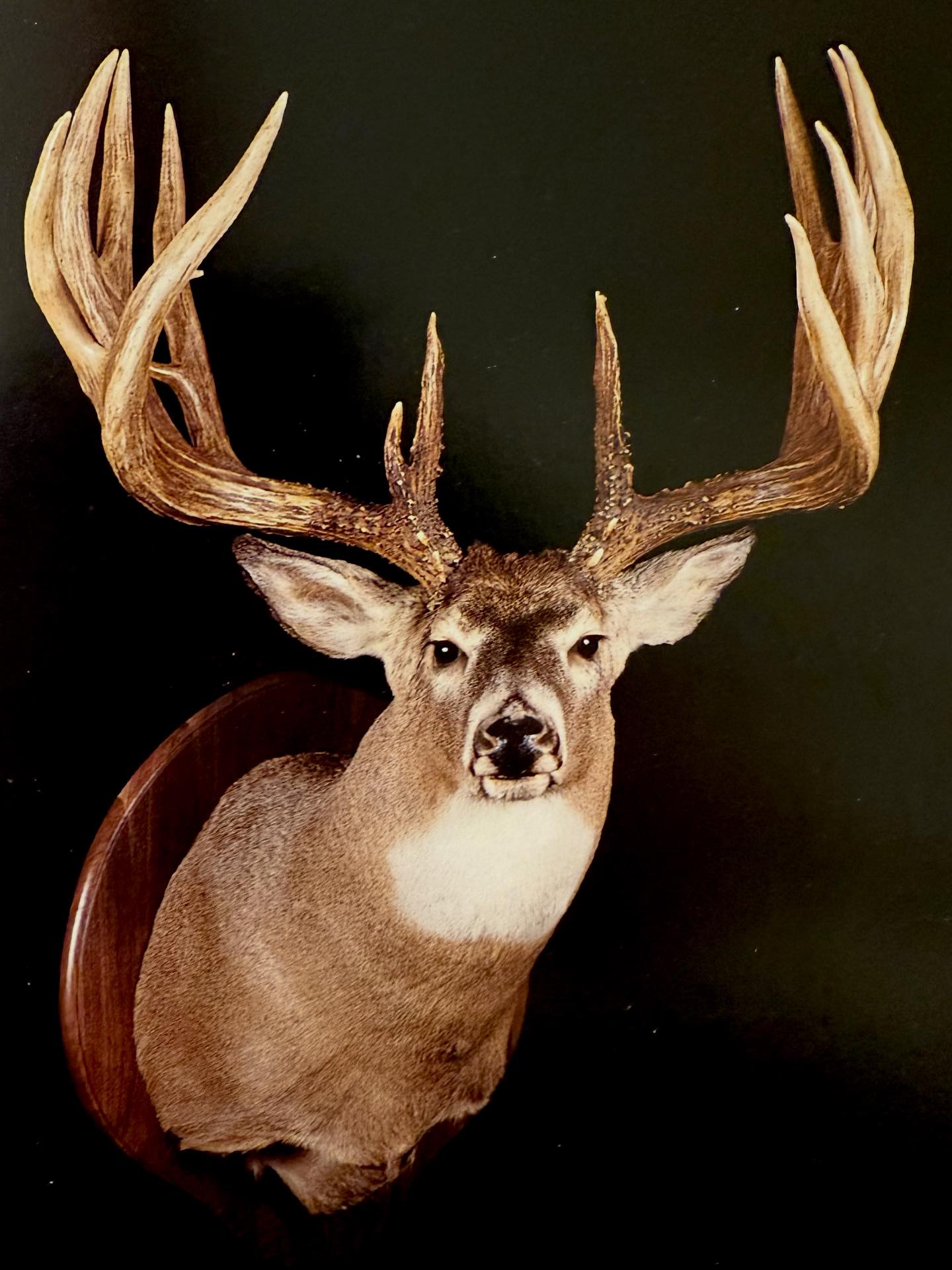 The David Manderscheid buck from Iowa 1977! 256-7/8