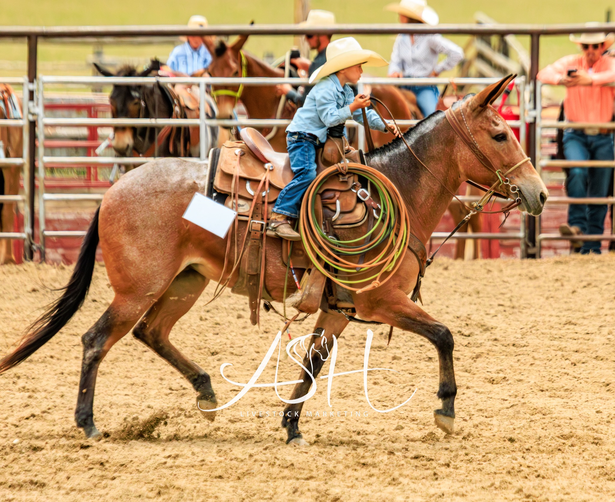 Jake Clark’s Mule Days added a... - Jake Clark’s Mule Days