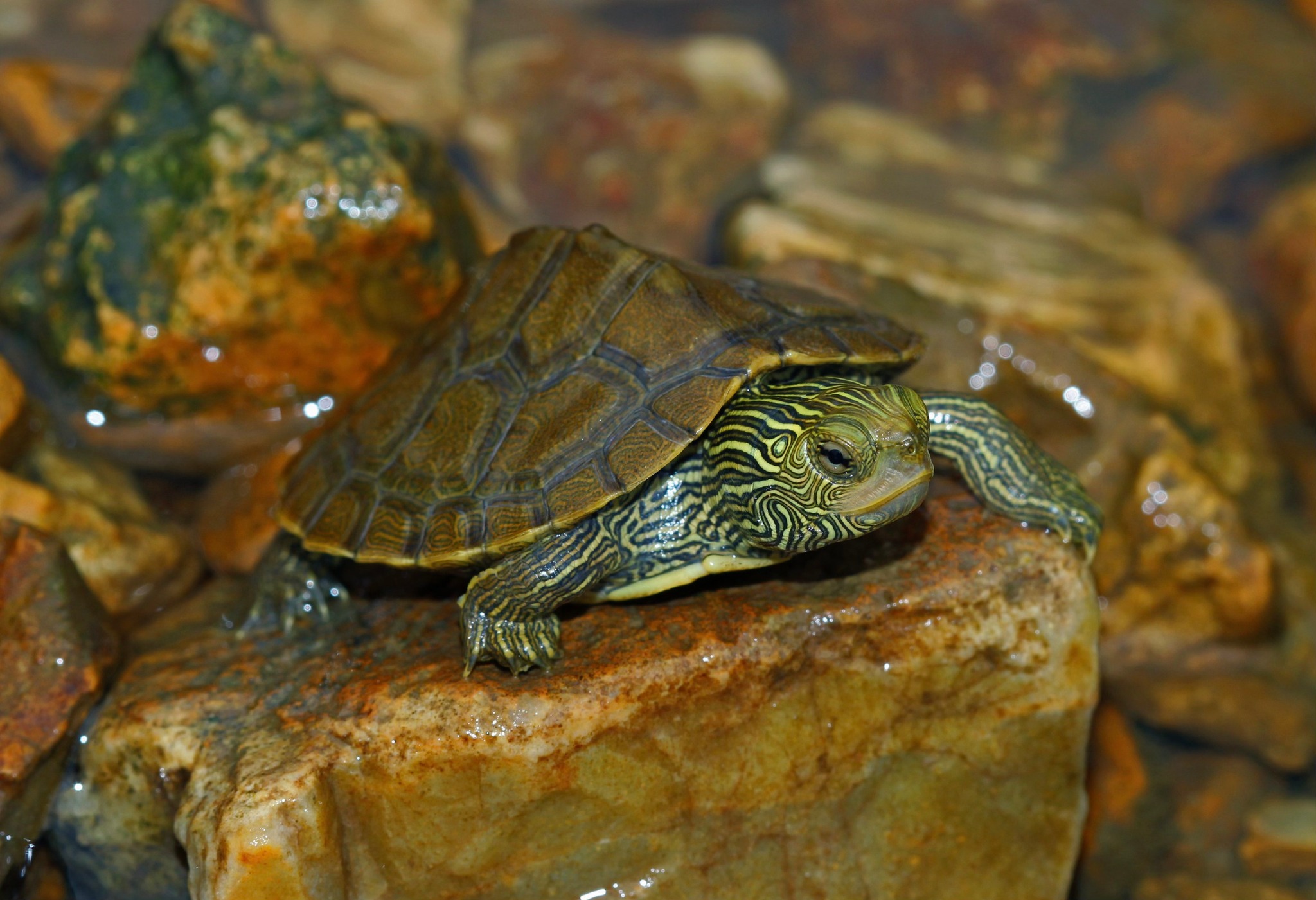 Conservation takes a... - Amphibian and Reptile Conservancy | Facebook