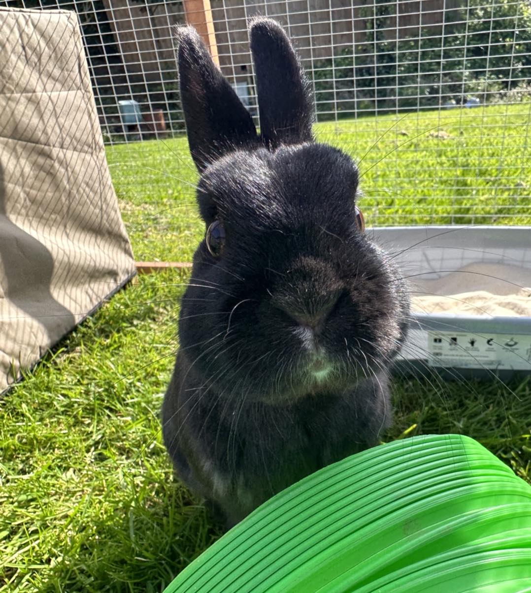 🐰 National Microchipping Month -... - Medivet Netherfield | Facebook