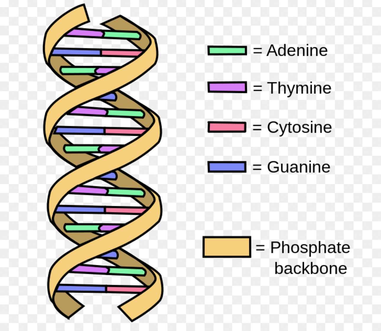 Dna Diagram Labeled Diagram Of DNA Structure | GeeksforGeeks
