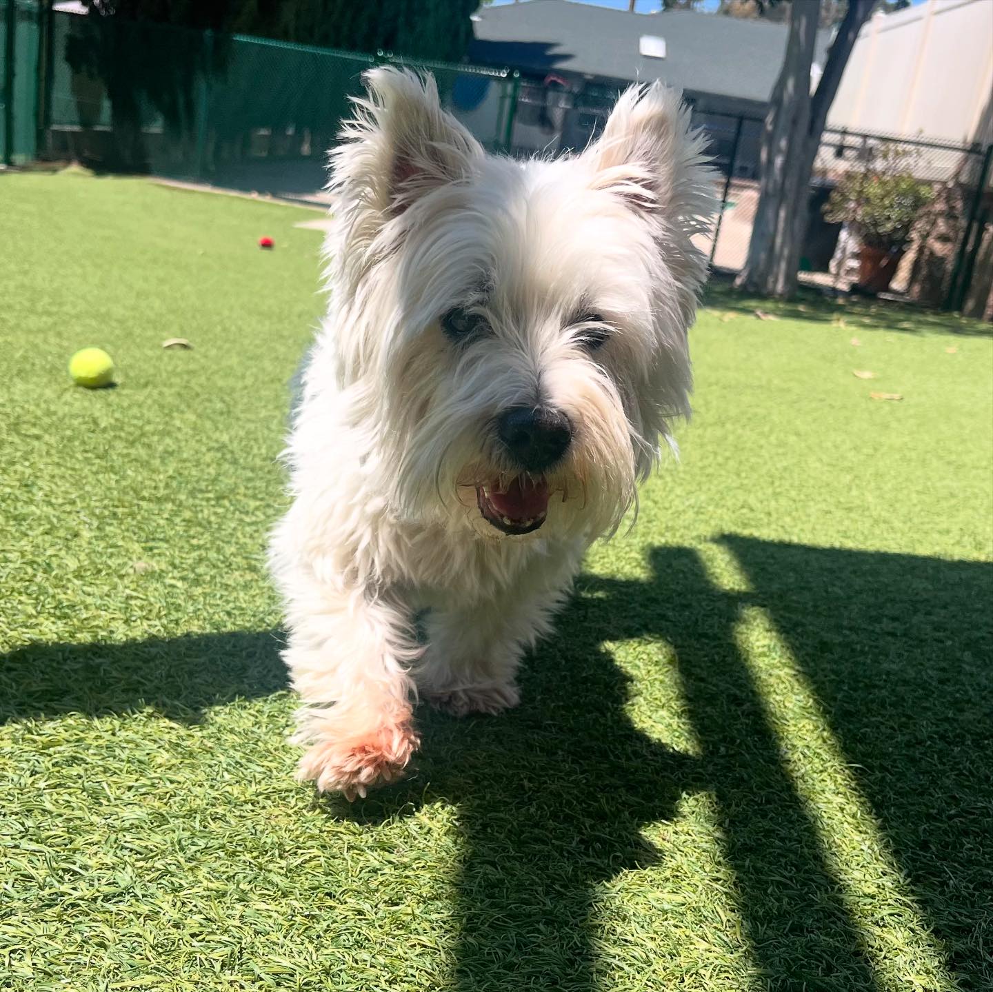 Spring Creek Kennel &... - Spring Creek Kennel & Cattery