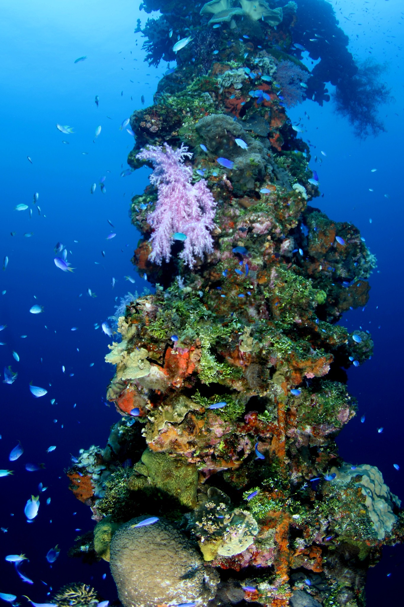 Great - 🌊 Imagine Your Next Dive… 🐠 Crystal-clear water, vibrant coral ...