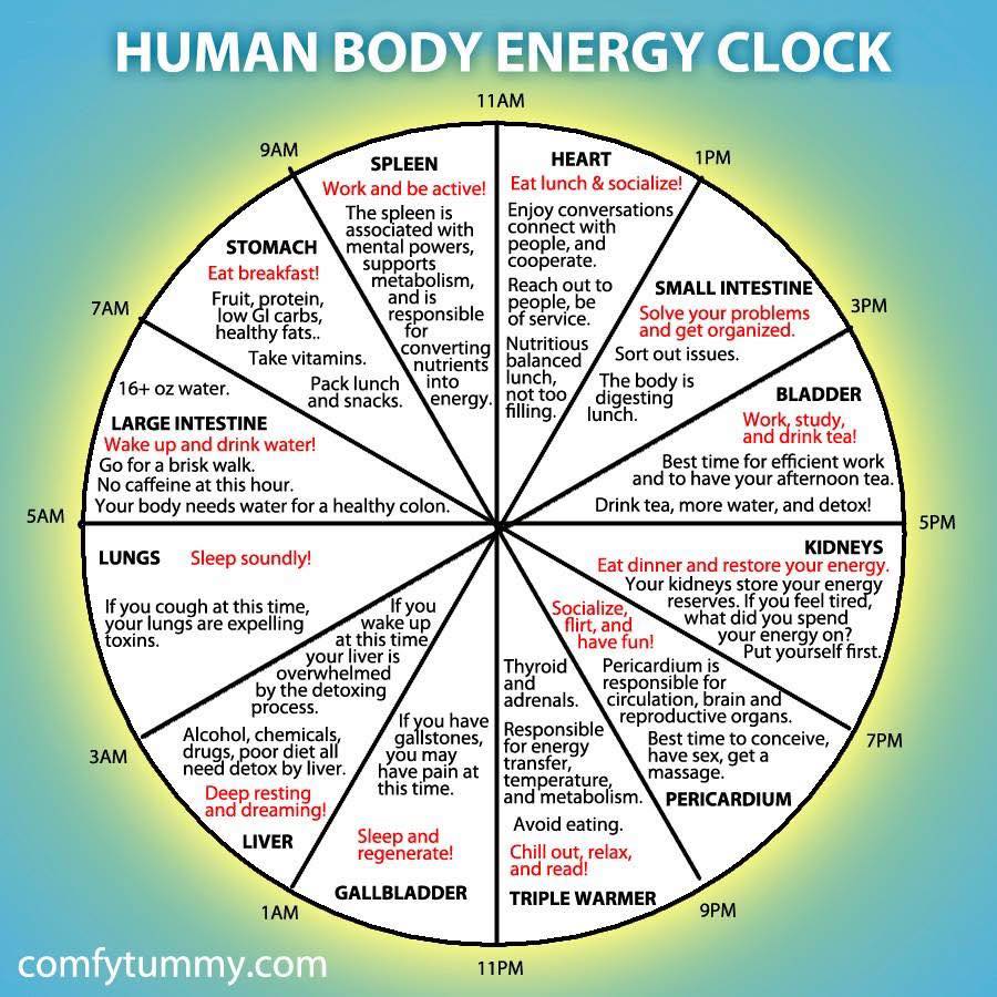 Kinesiology - Knowing that our body is run by a clock - 12 main ...