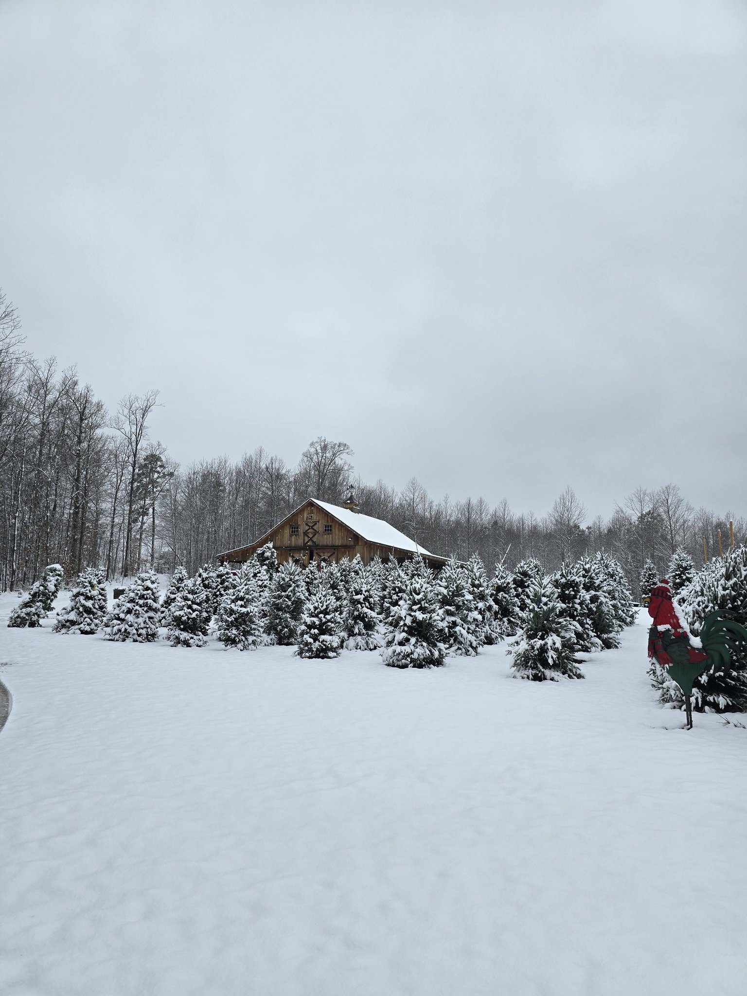 Tara Noel Christmas Tree Farm | Amelia Court House VA