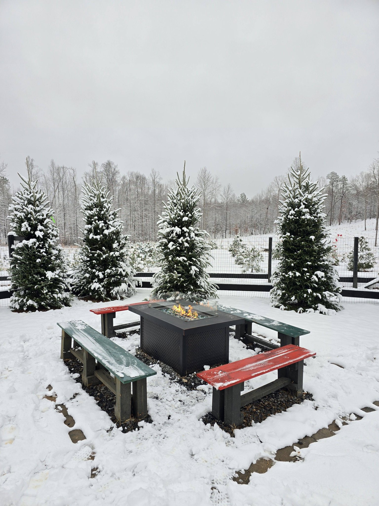 Tara Noel Christmas Tree Farm | Amelia Court House VA