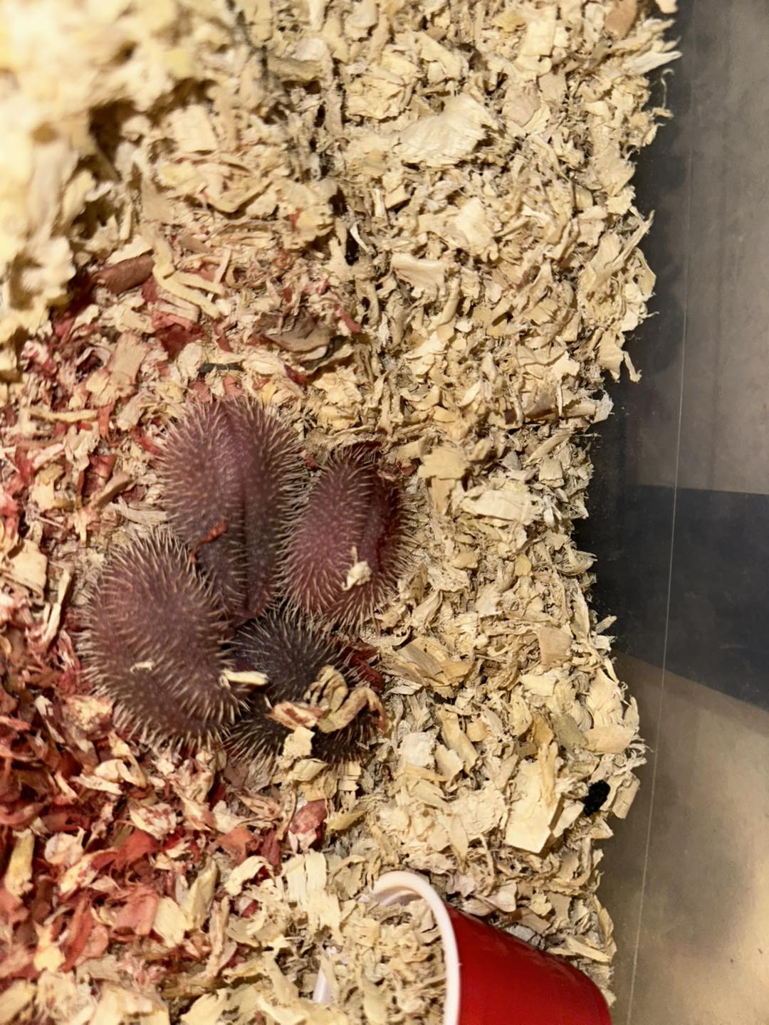 Pride Rock Rattery & Hedgies | Dayton OH