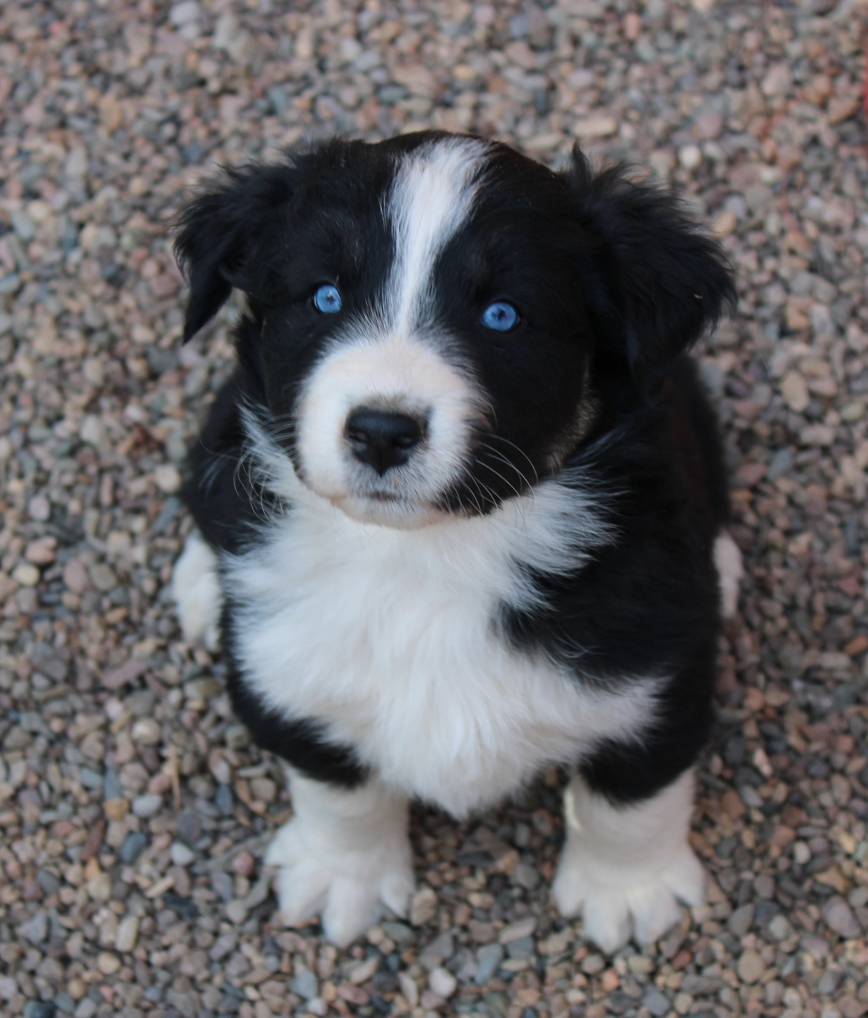 Rockin' Diamond T Ranch Australian Shepherds | Phoenix AZ