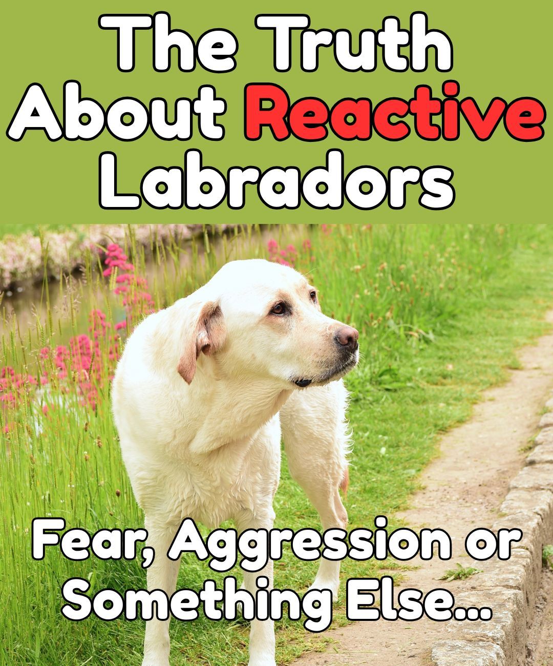 The Labrador - If you love Labradors partly because of their reputation ...
