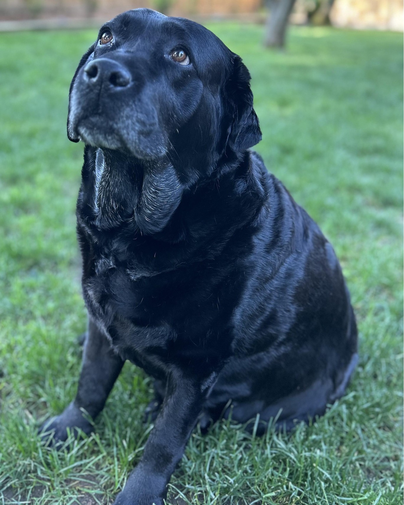 Meet Gracie, a... - Brookline Labrador Retriever Rescue | Facebook