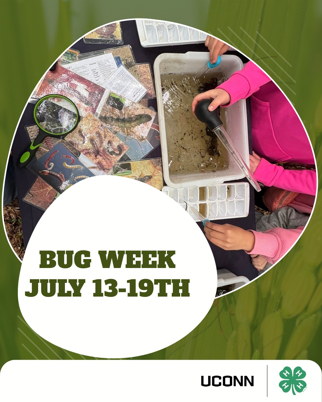 UConn 4-H - 📸 Bug Week 2025 is buzzing in! 🗓️ July 13–19... | Facebook
