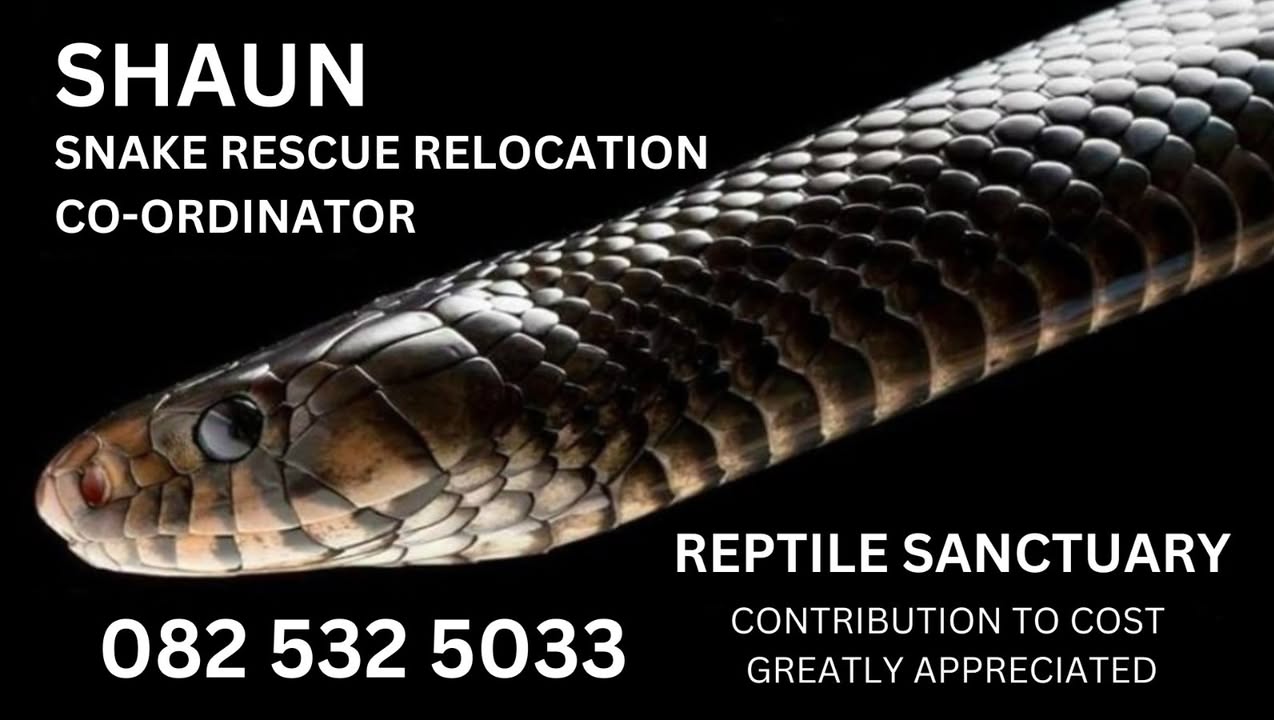 Bothasig - 🌱🐍 Springtime is Snake Time! 🐍🌱 Every September, snakes ...