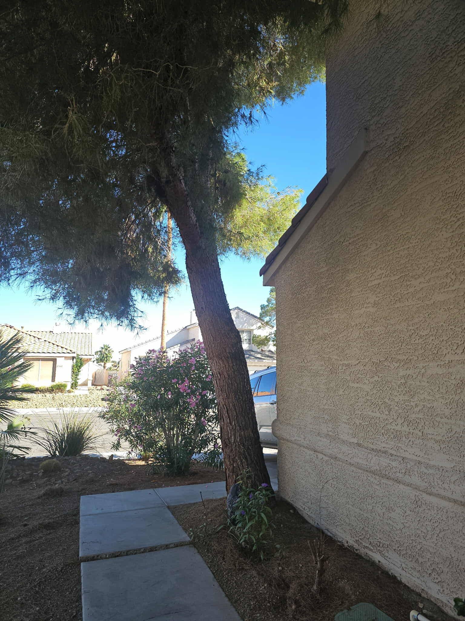 Aron's Tree Service | Las Vegas NV