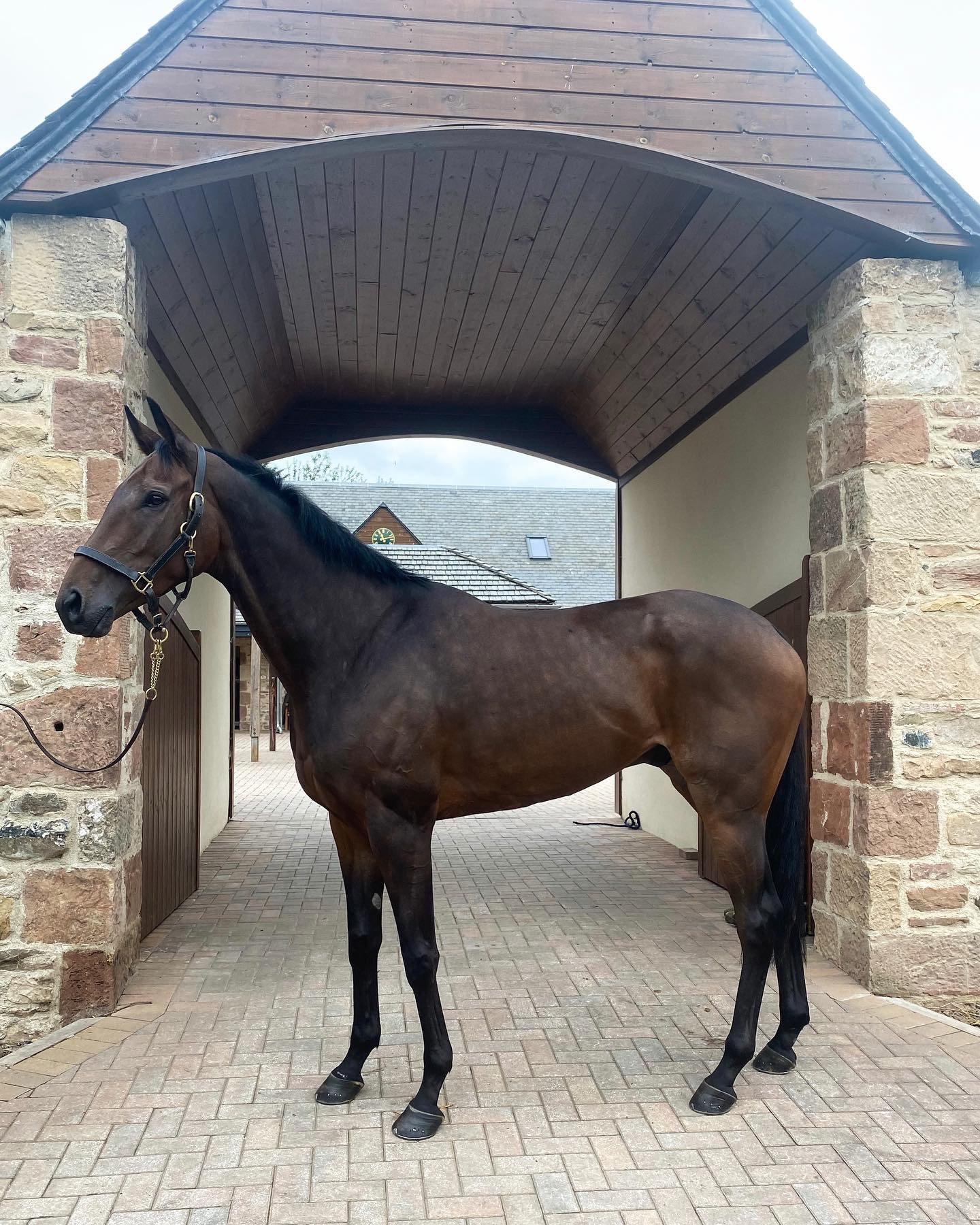 Meet the horses 🏇🏻 Pavlik Sire:... - Paul Robson Racing | Facebook