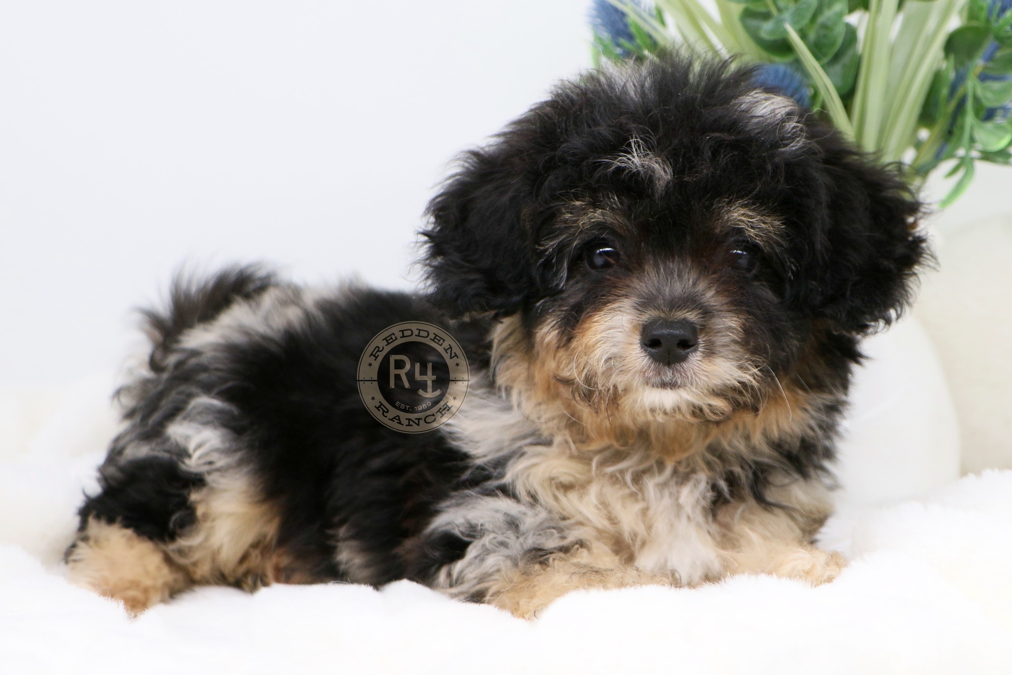 🐾 Meet Our Highlighted Puppy... - Redden Ranch - Rocking R4 | Facebook