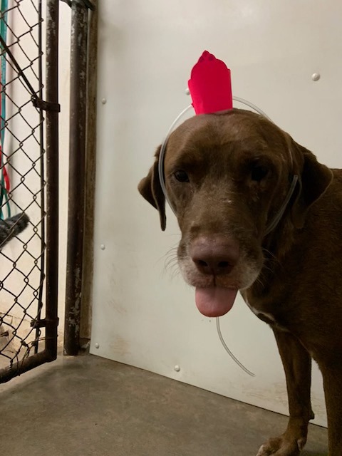 Heartland Lab Rescue | Oklahoma City OK