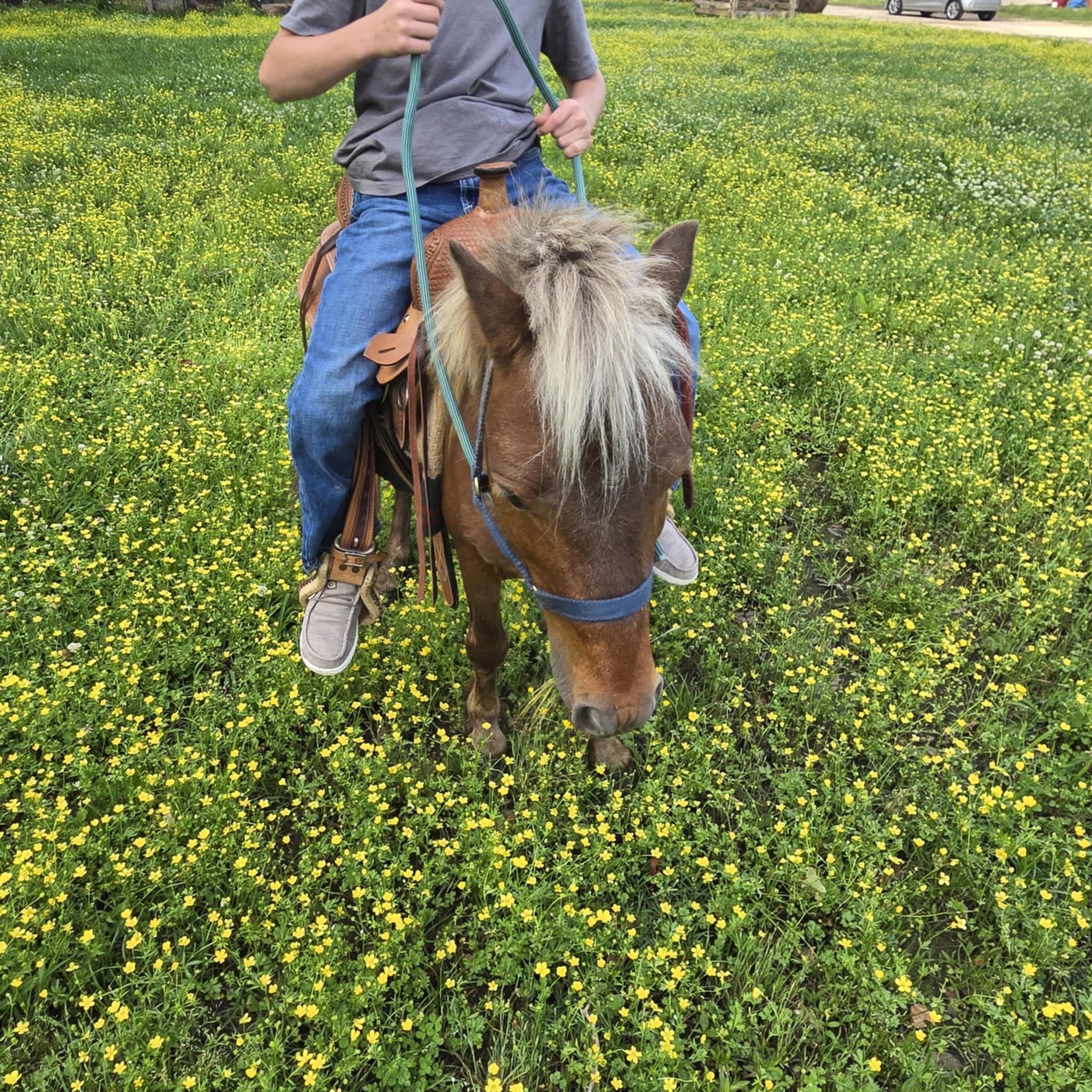 West - Tag #013 Pistol is a 13-year-old, 39-inch Super gentle stud pony ...
