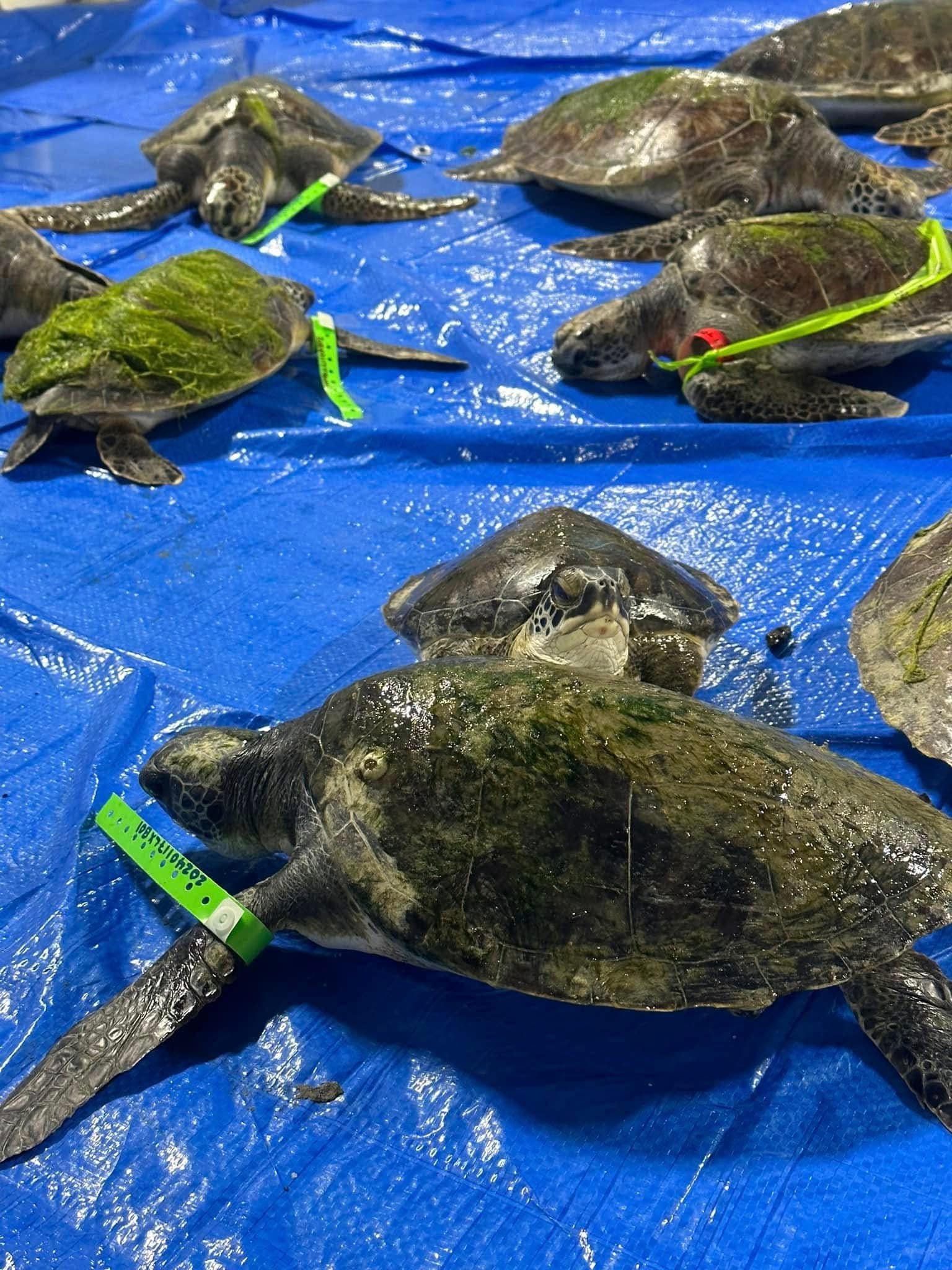 The Island - URGENT TURTLE ALERT! 🐢🚨 The Ark has received an update ...
