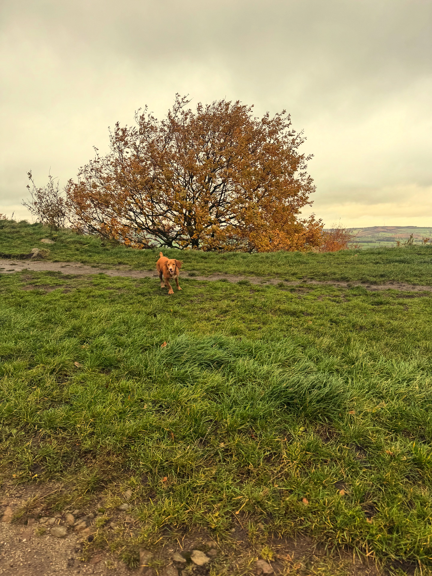 Walk Four Paws | Addingham