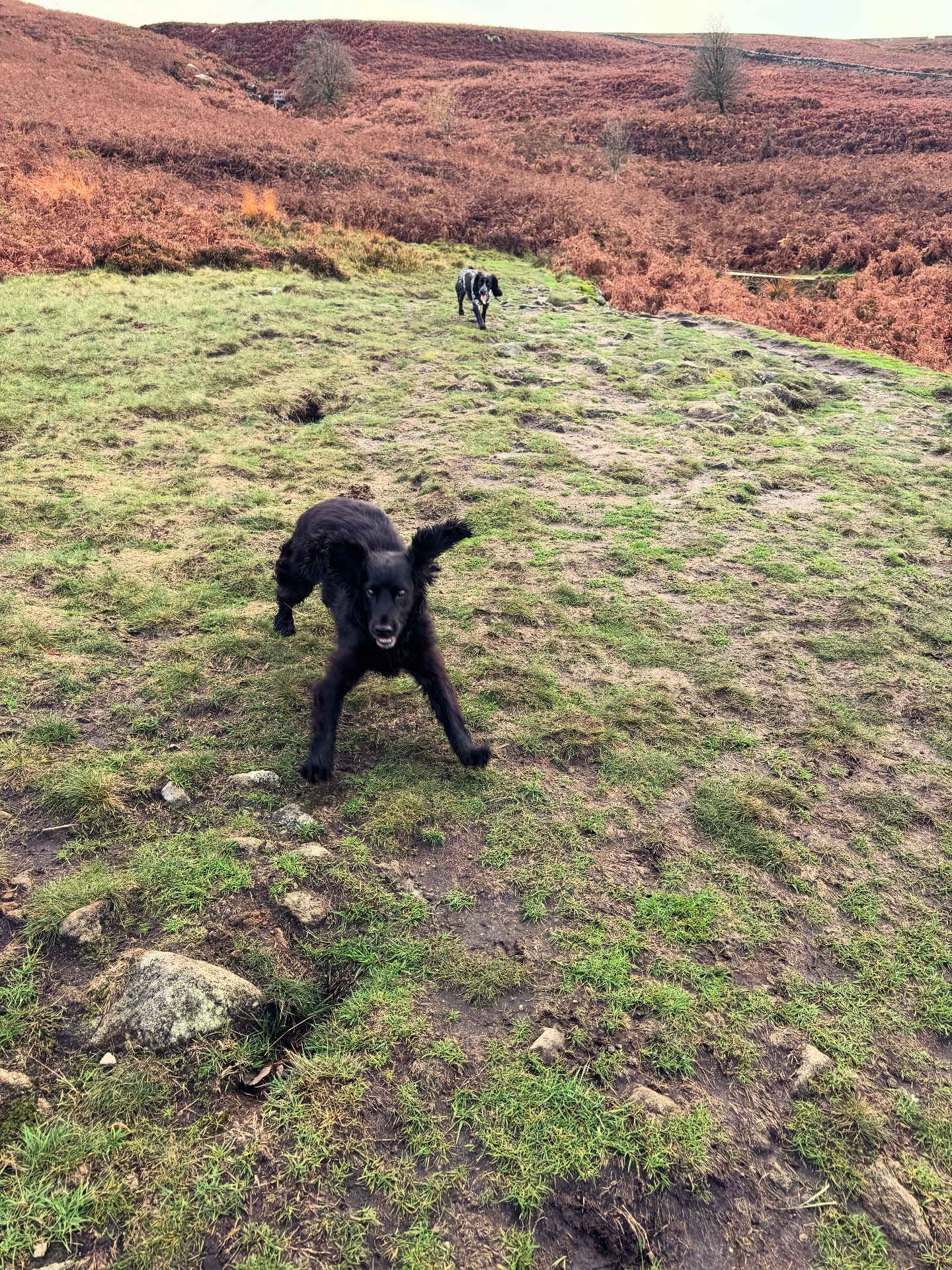 Walk Four Paws | Addingham