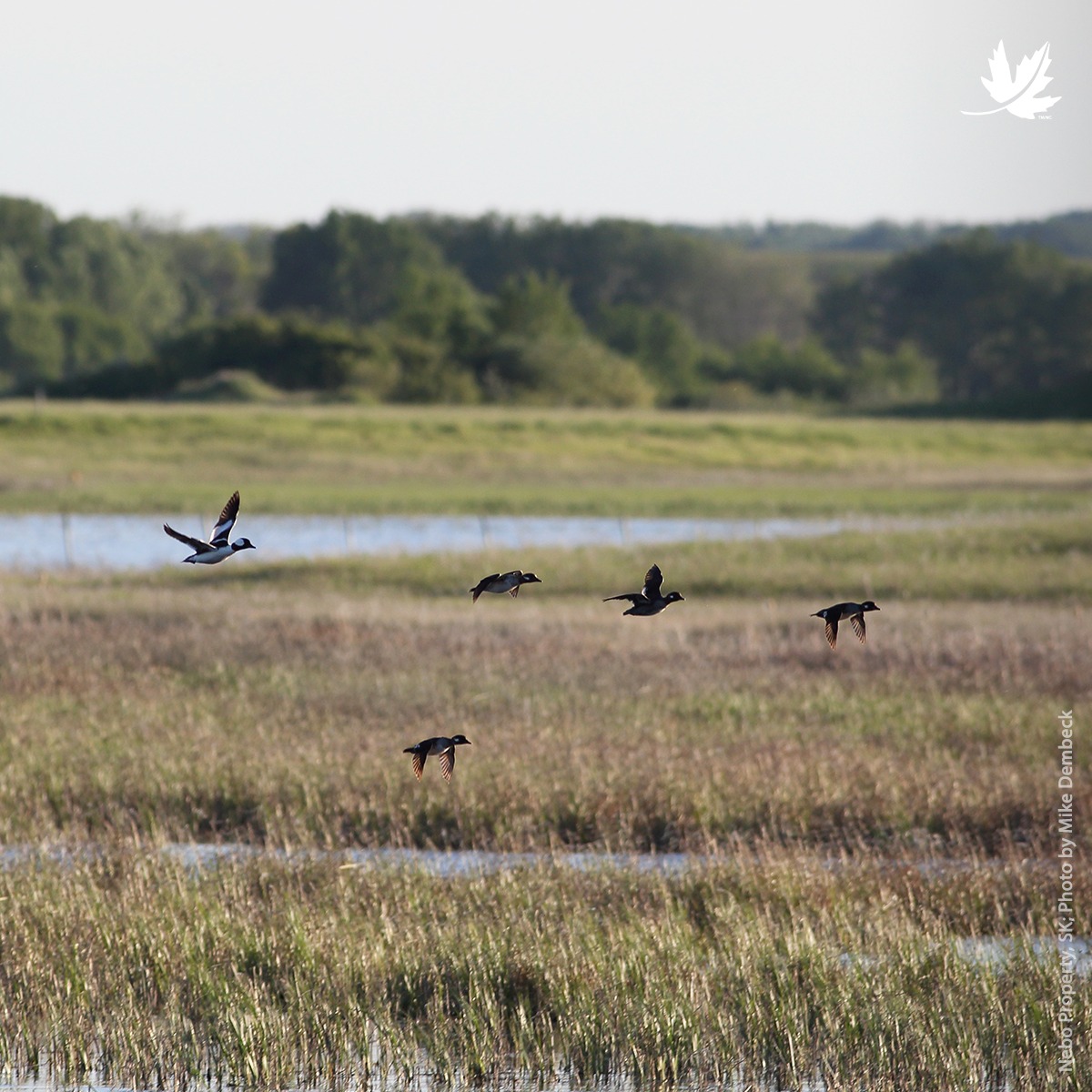 Nature Conservancy of Canada / Conservation de la nature Canada ...