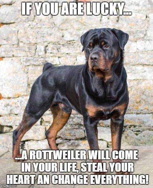 Halls of Valhalla German Rottweilers