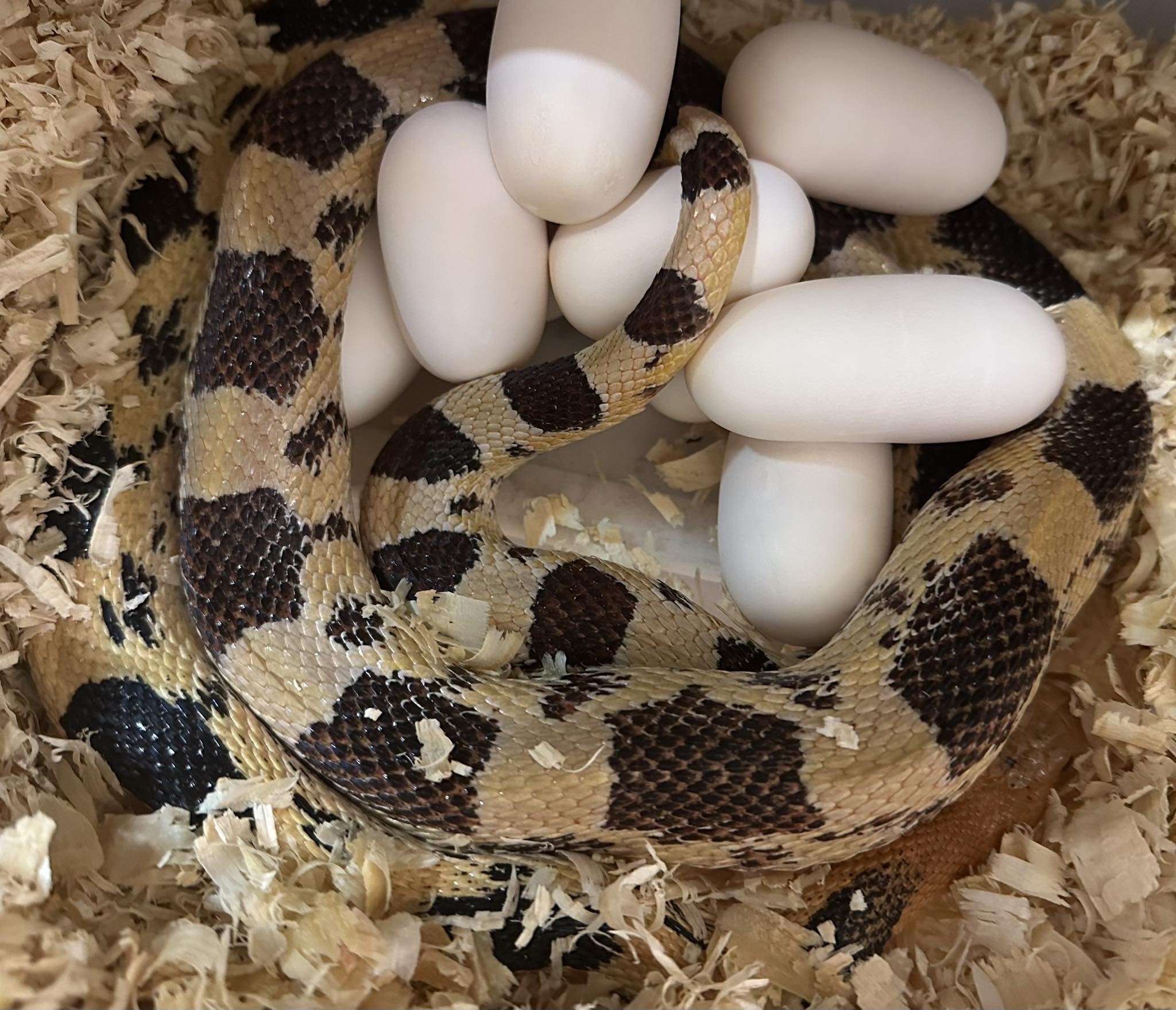 Fathom Exotics