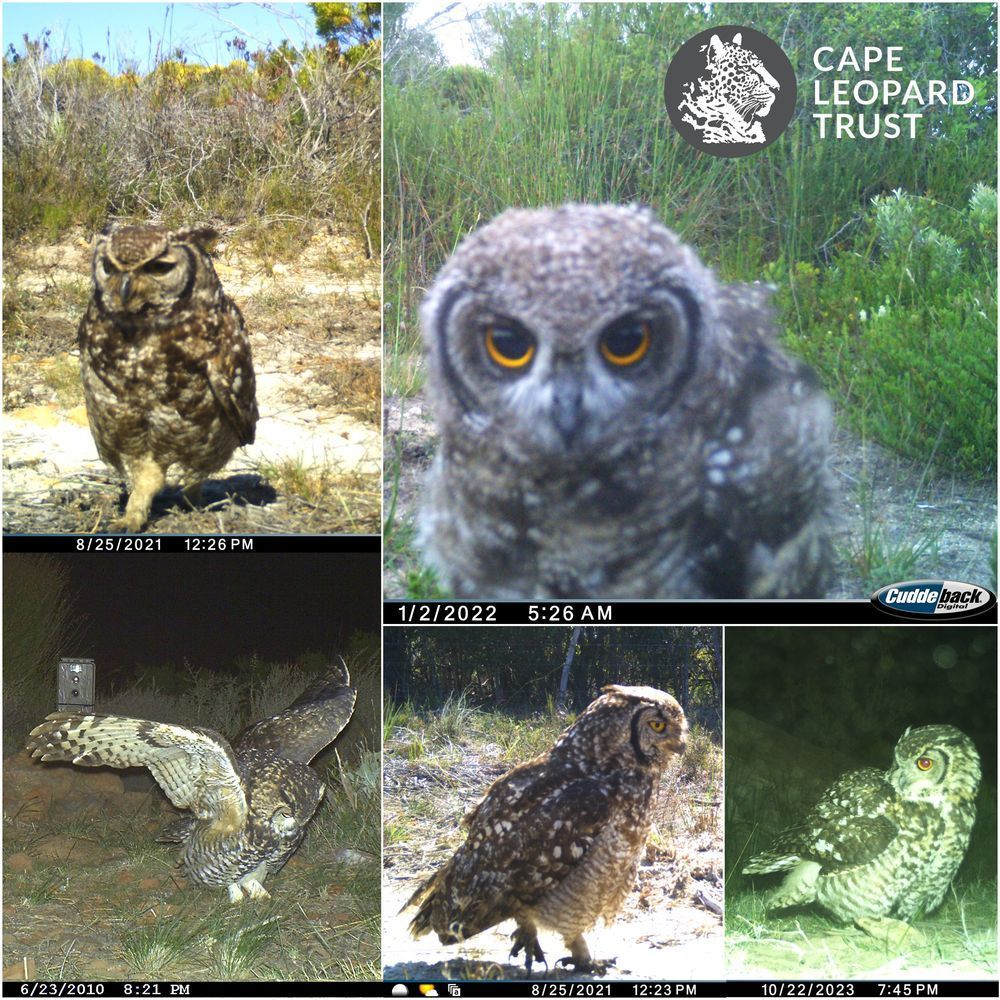 Owls on camera trap!🦉📸 📍Western Cape🇿🇦