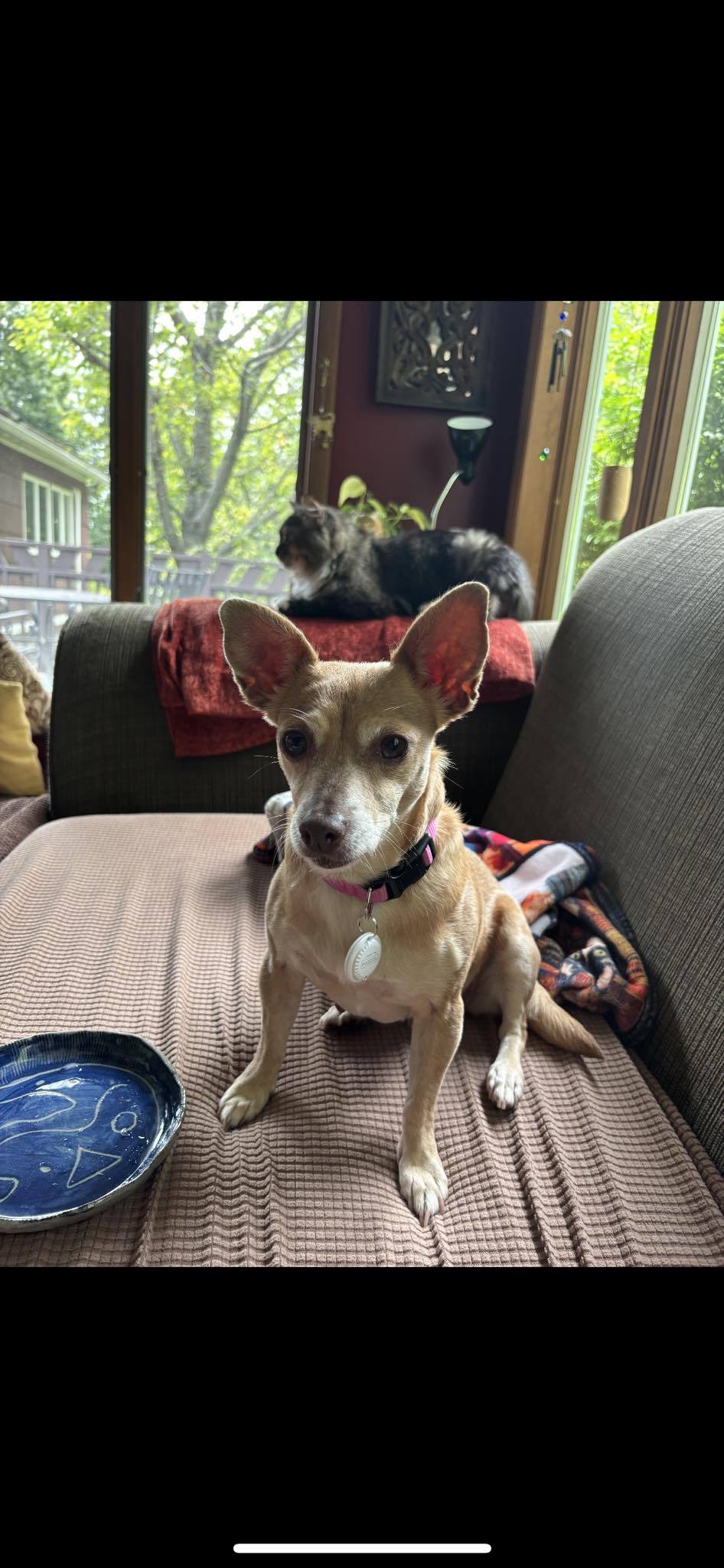 Happy Adoption to Cutie ! 🤩🤩 - Ruff and Scratchy, Inc. | Facebook