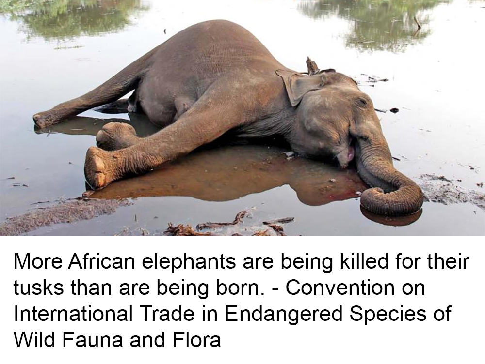 Animal - How to Save Africa’s Elephants https://www.nationalgeographic ...