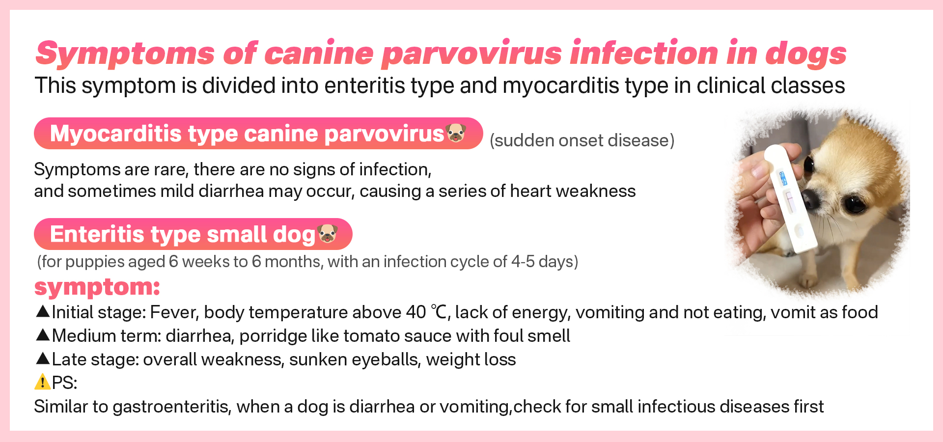 Picture of Jiangsu - Symptoms of canine parvovirus infection in dogs This symptom ...