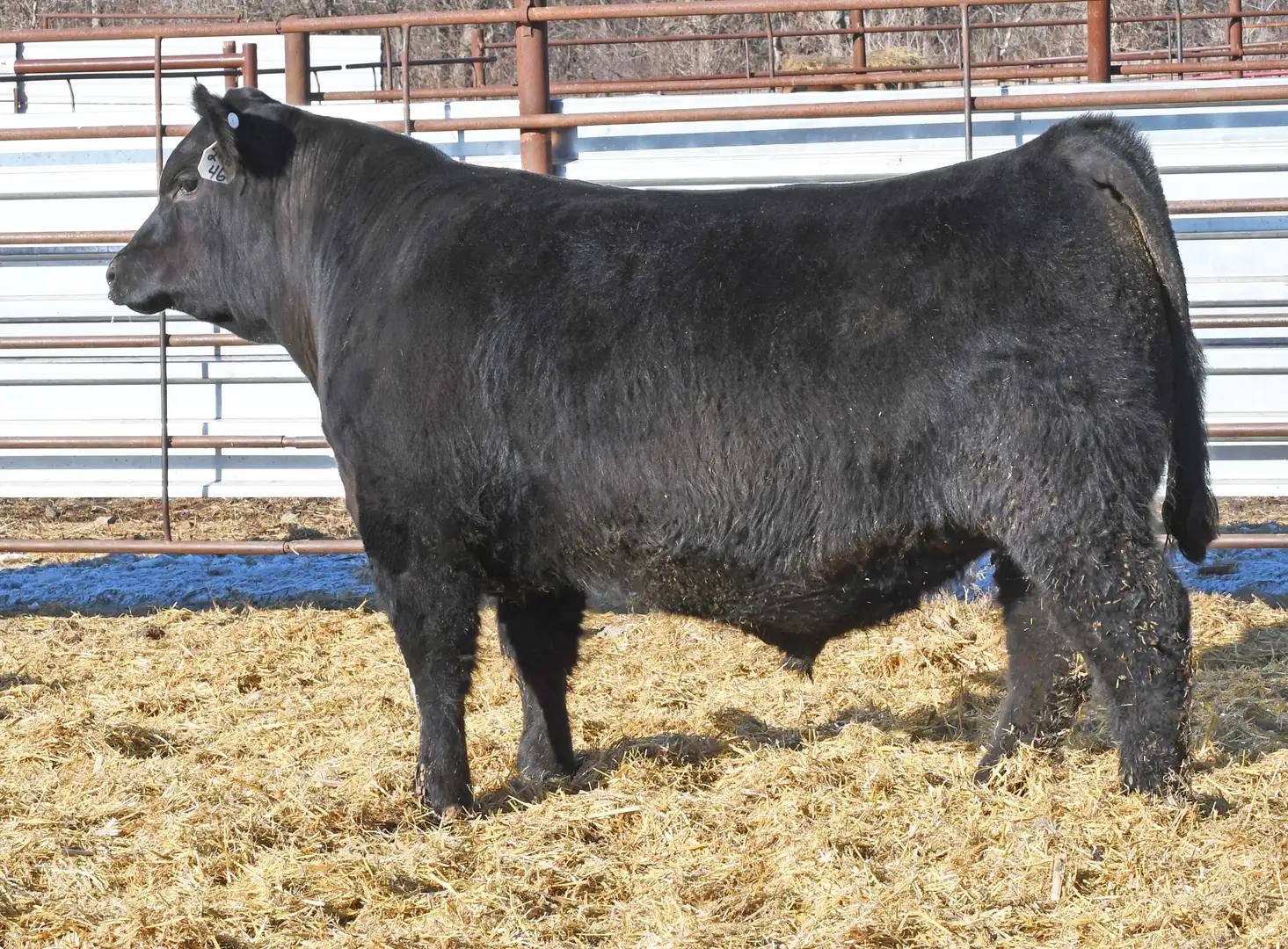 Strommen Cattle Company | New Salem ND