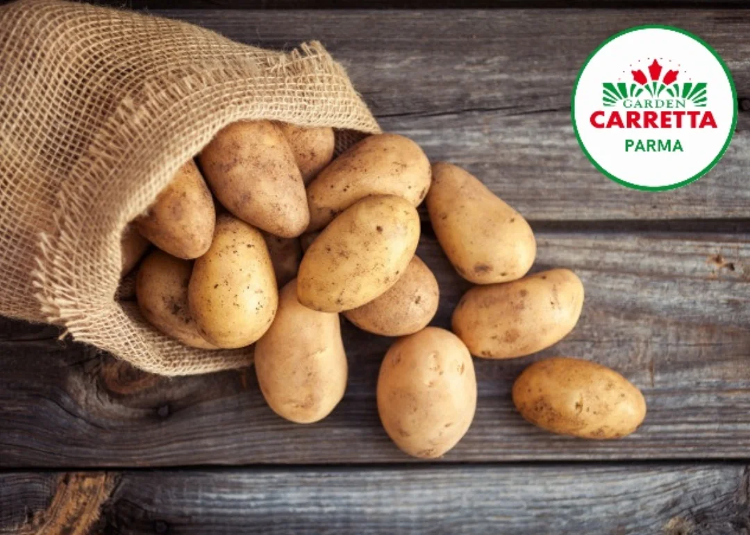 Patate Rosse Desiree 2,5 Kg – Tuberi Da Semina, Dolci E Deliziose, Resistente E Ad Alta Resa