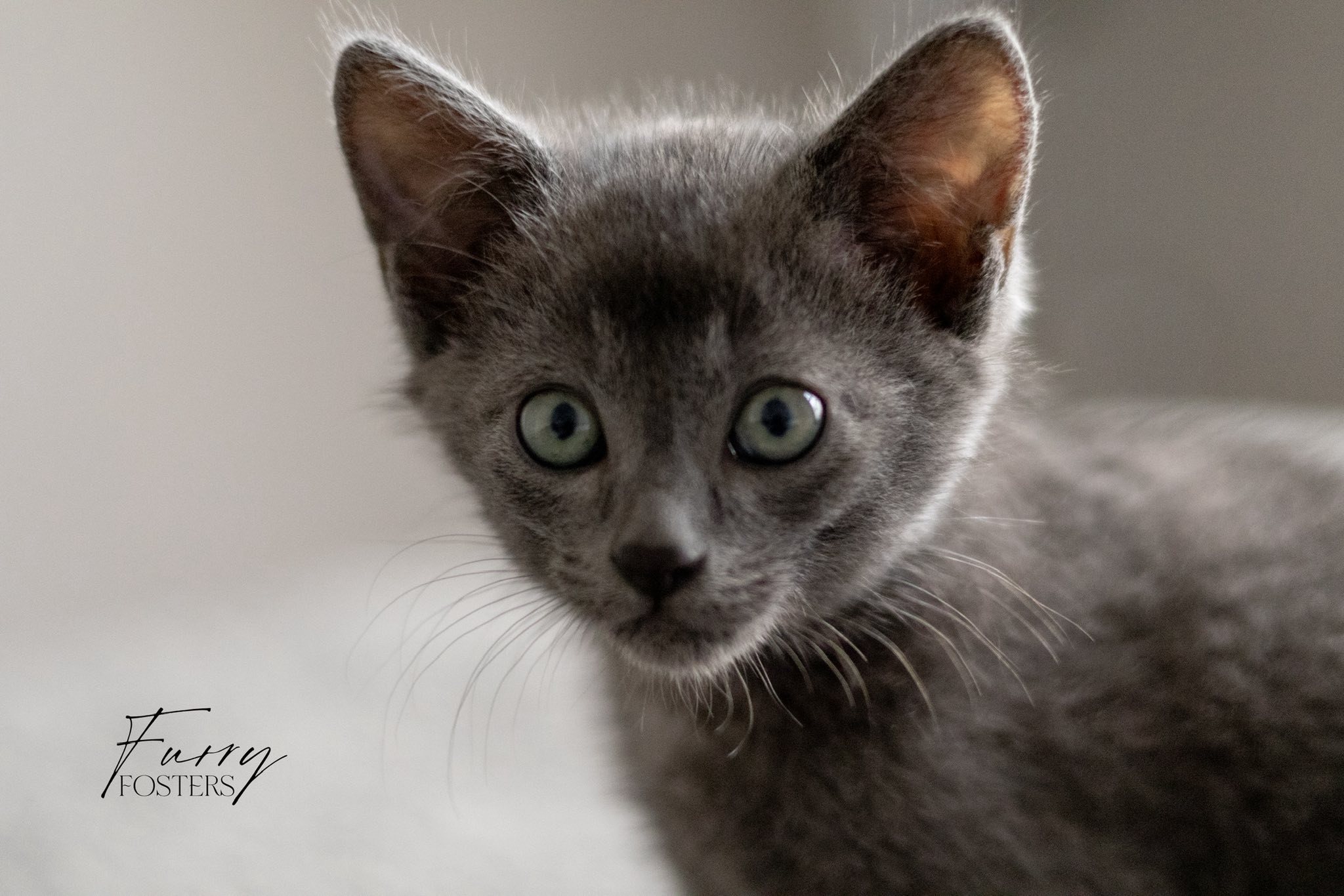 Olivedale Library Ferals | Johannesburg
