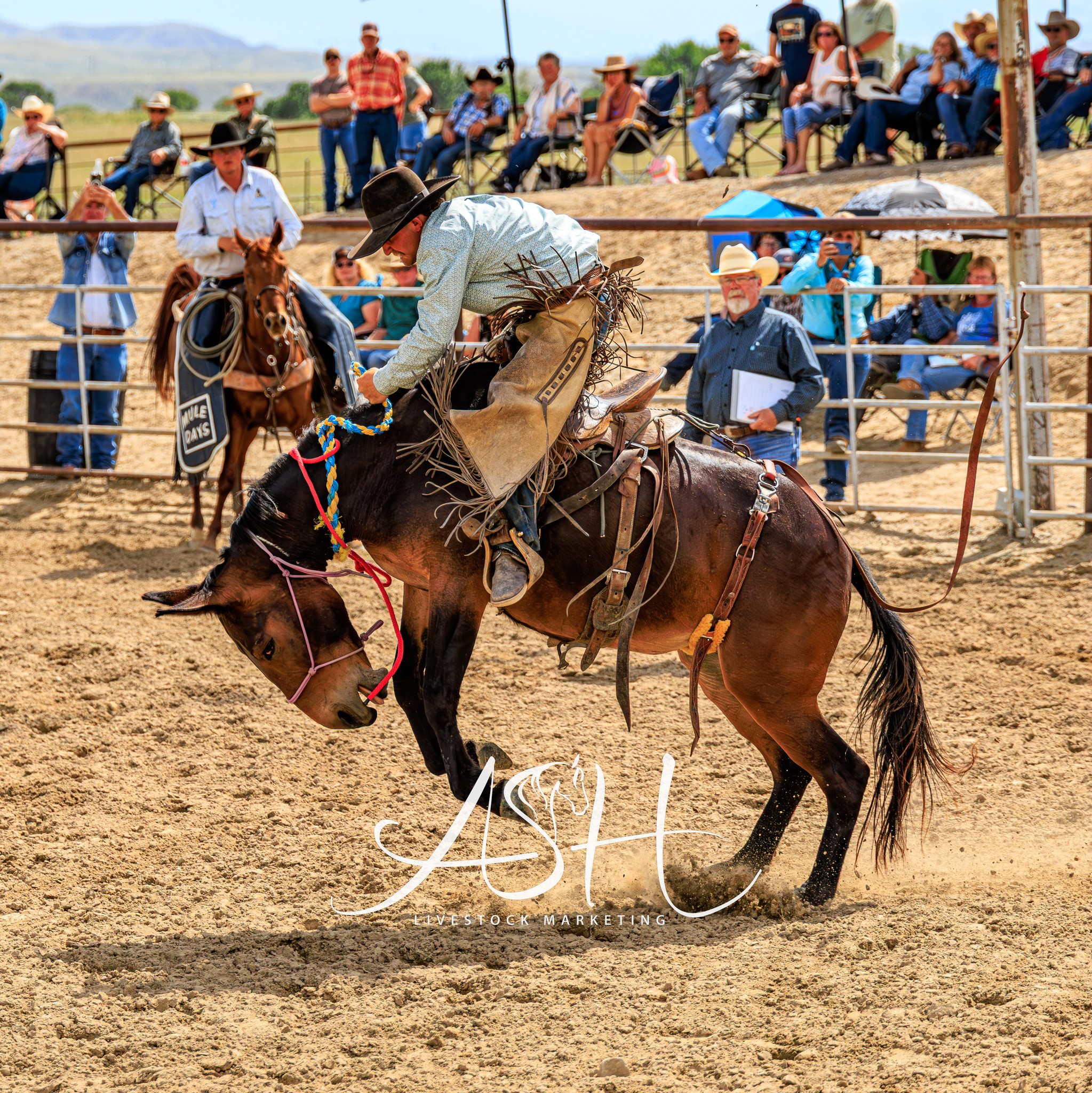 Jake Clark’s Mule Days added a... - Jake Clark’s Mule Days
