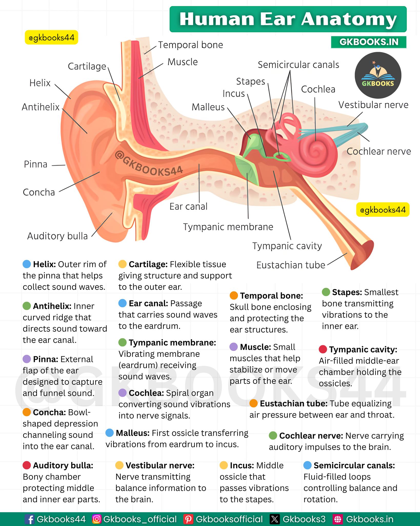 InfoPic Notes - 🧠 Anatomy of the Human Ear: Key Parts &... | Facebook