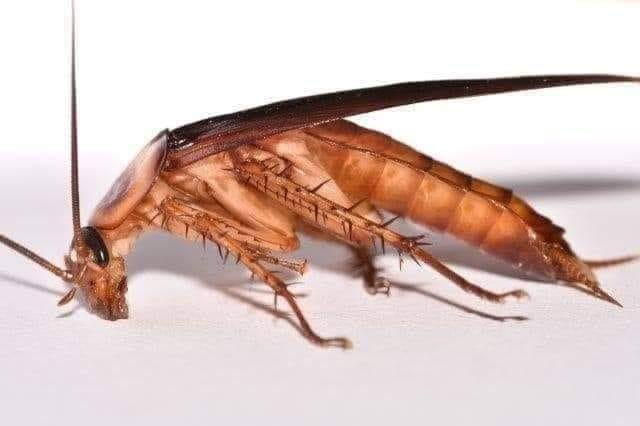 COCKROACHES Can survive a... - Zambian Accurate Information