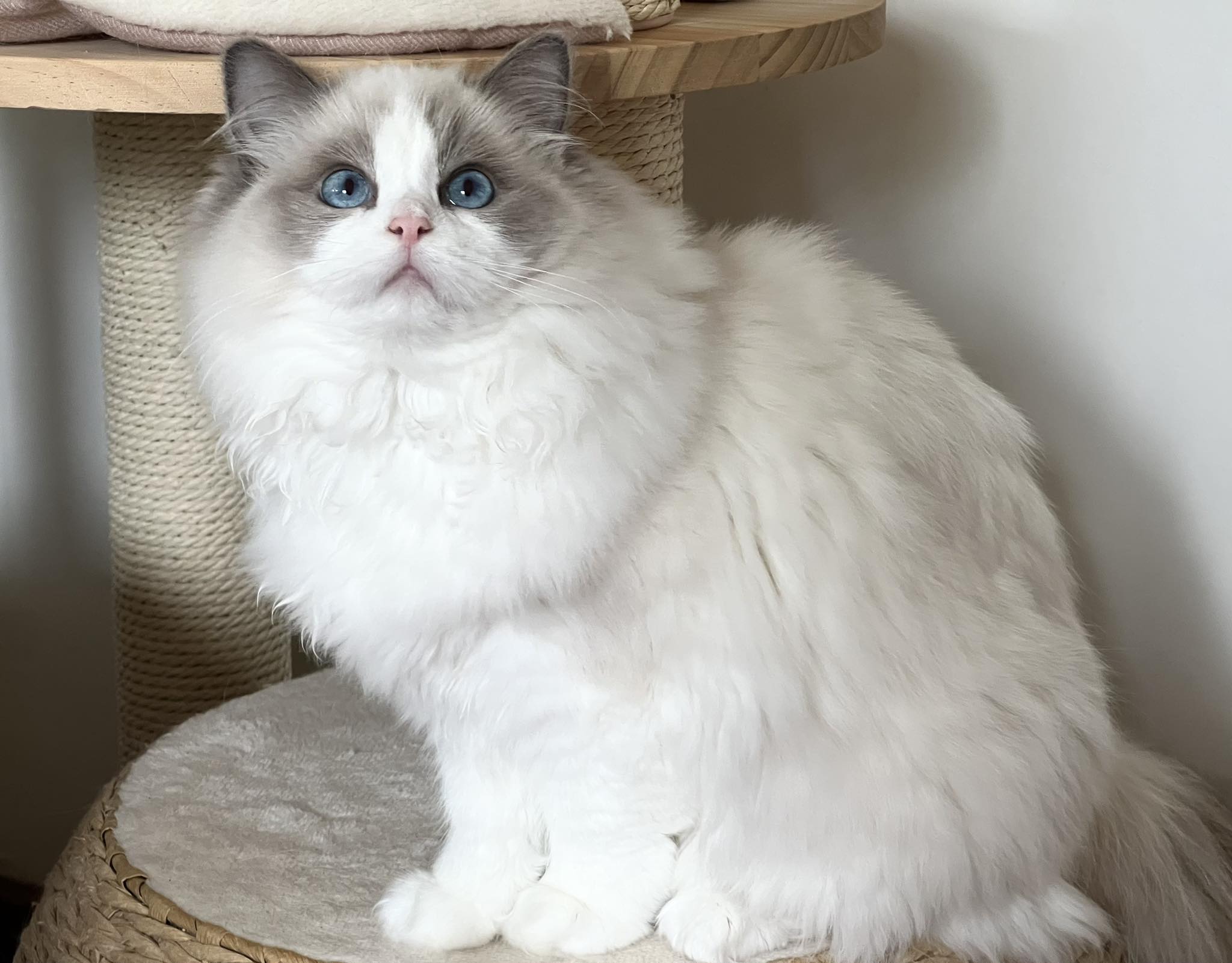Good morning from blue bicolour... - Ring of Fire Ragdolls | Facebook
