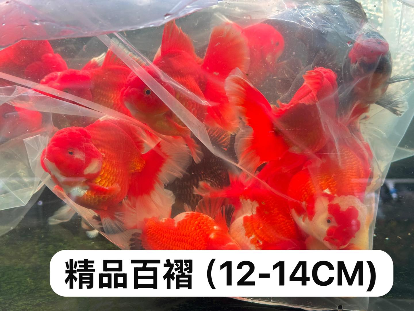 荃灣水族情迷aquadesign added a new photo. - 荃灣水族情迷aquadesign