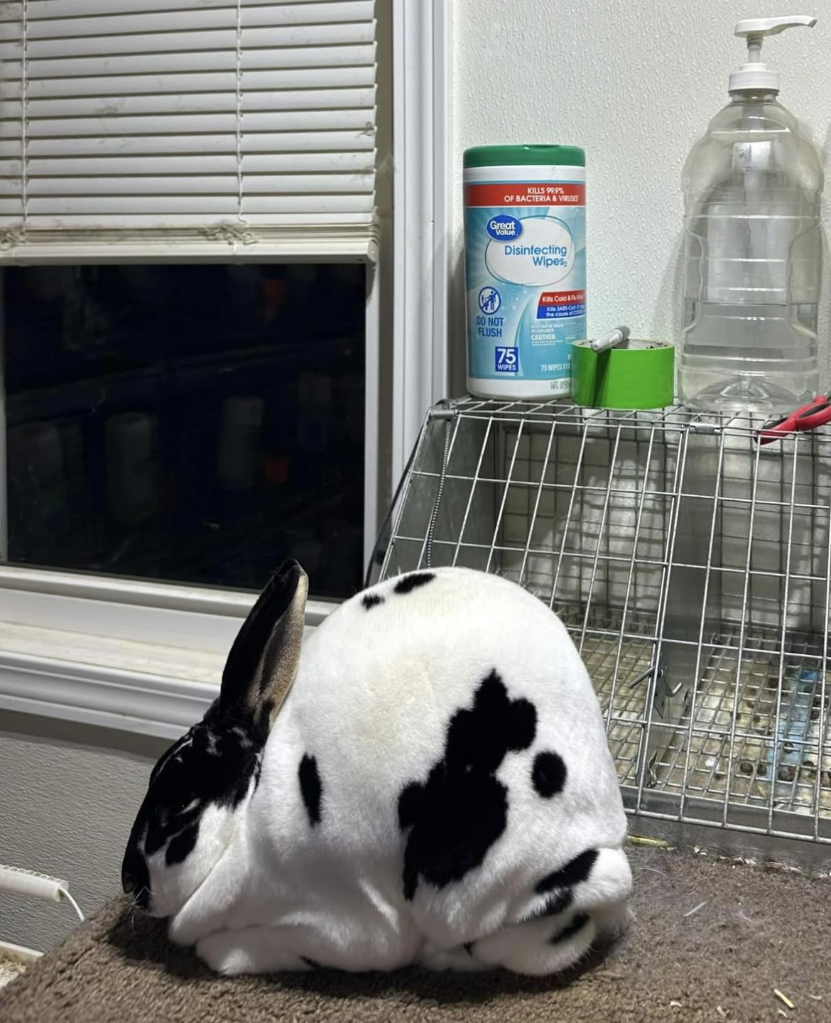Maple Ridge Rabbitry | Stanchfield MN
