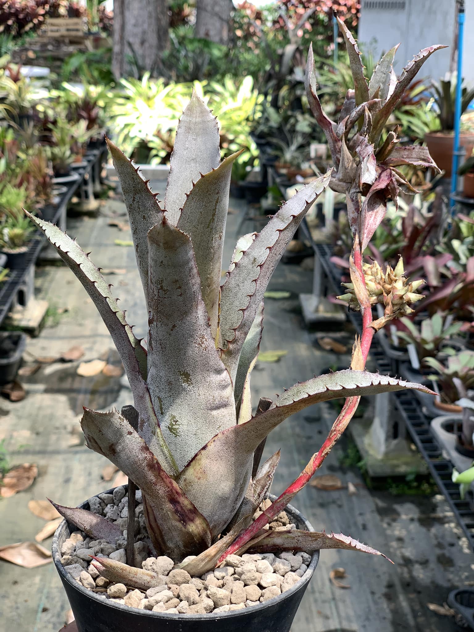 Hohenbergia catingae x Hohenbergia Leopoldo Horstii