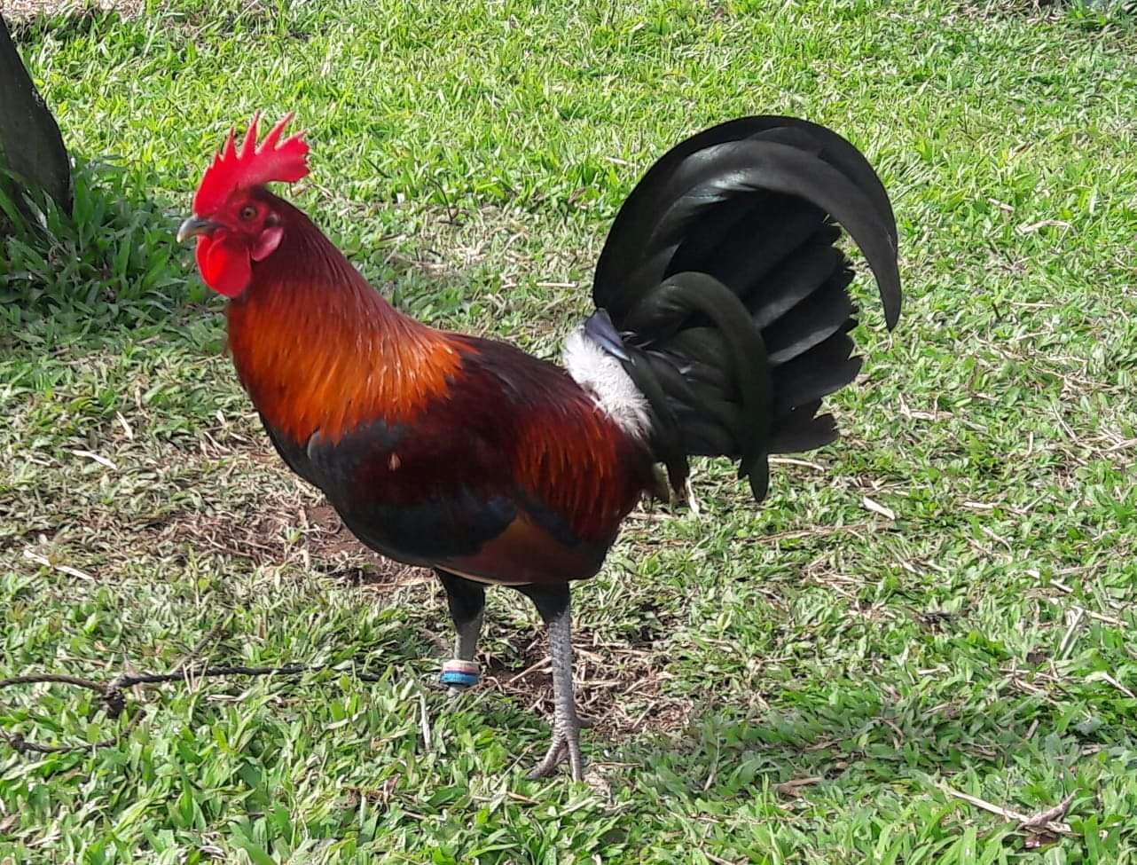 doc fj watusi | Bacolod CIty