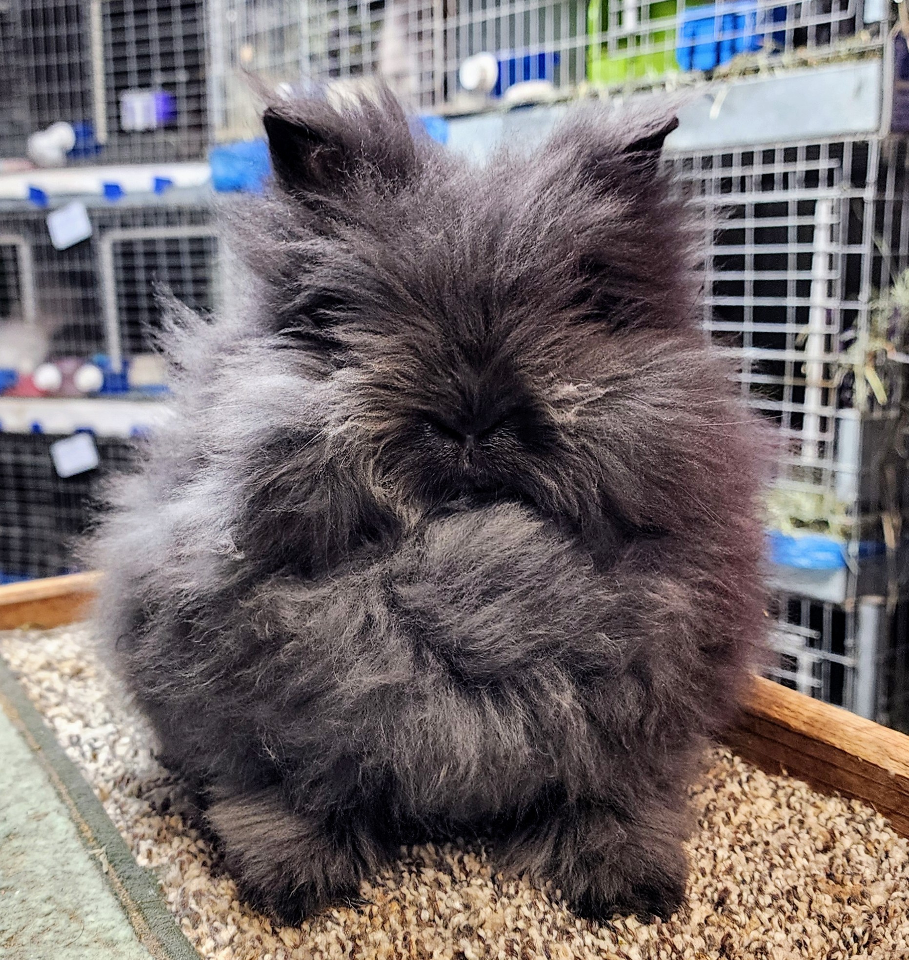 Mane Attraction Lionhead Rabbits